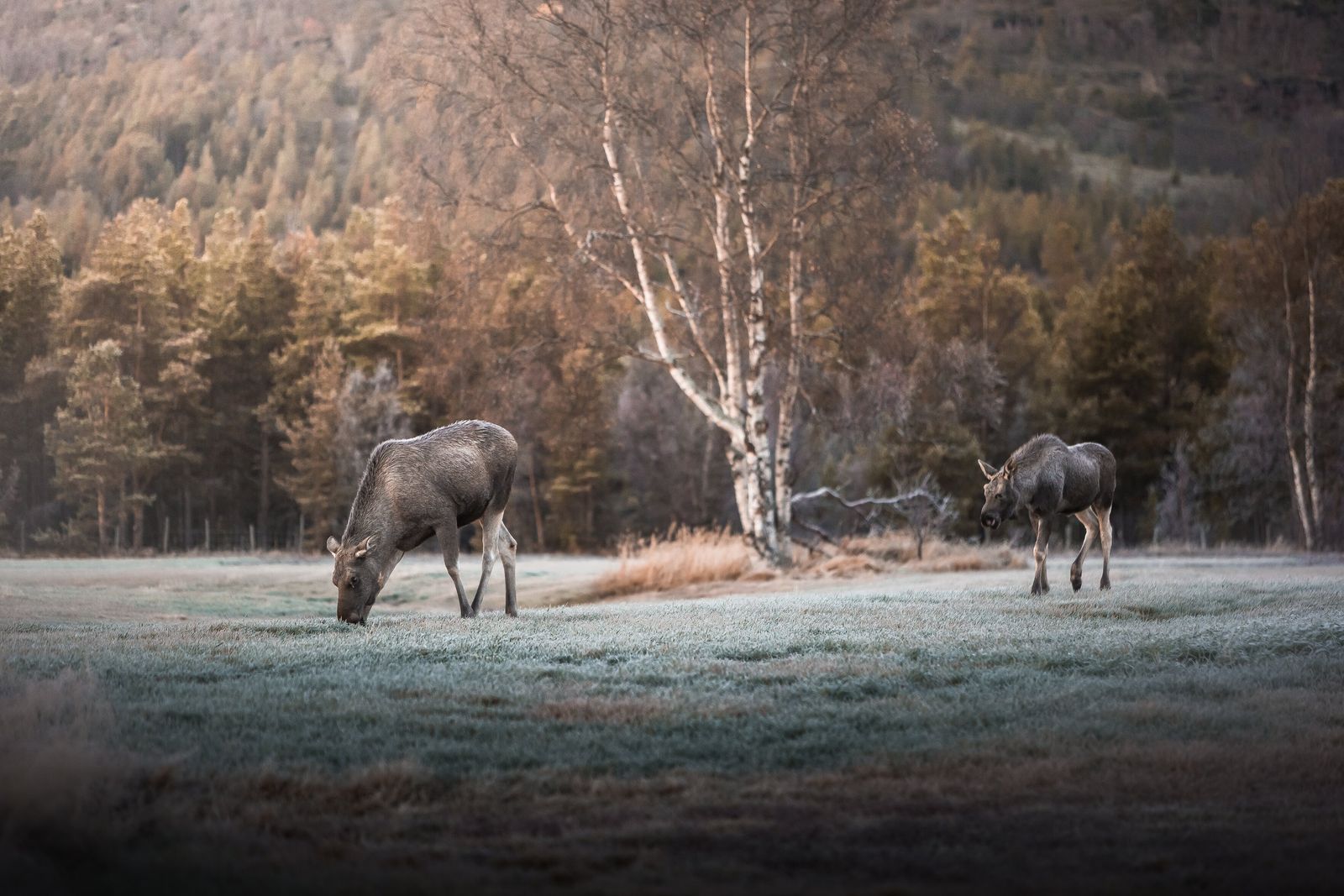 Billeje i Kronoby
